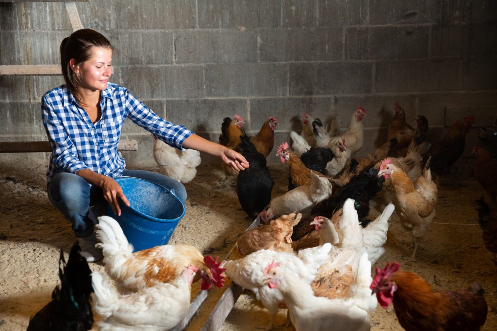 Nữ nông dân cho gà ăn